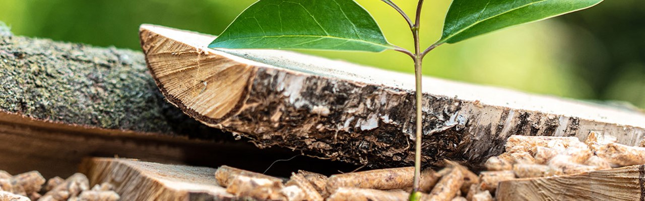 Ast mit Blatt auf Holzpellets  